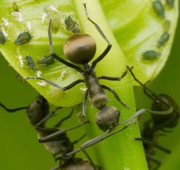 Ant Control & Treatment