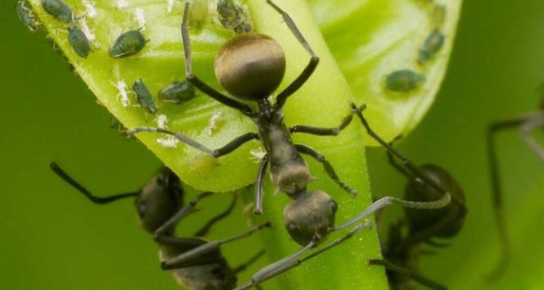Ant Control & Treatment