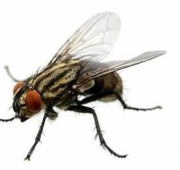 Flies Control & Treatment