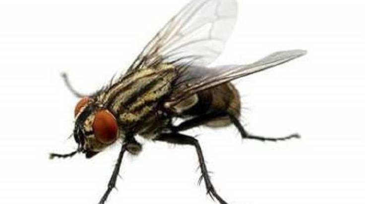 Flies Control & Treatment
