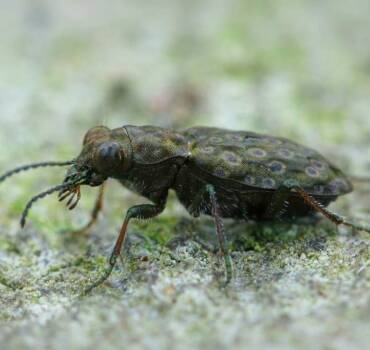Beetles Control & Treatment