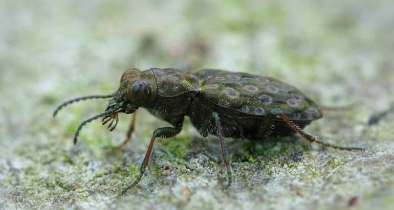 Beetles Control & Treatment