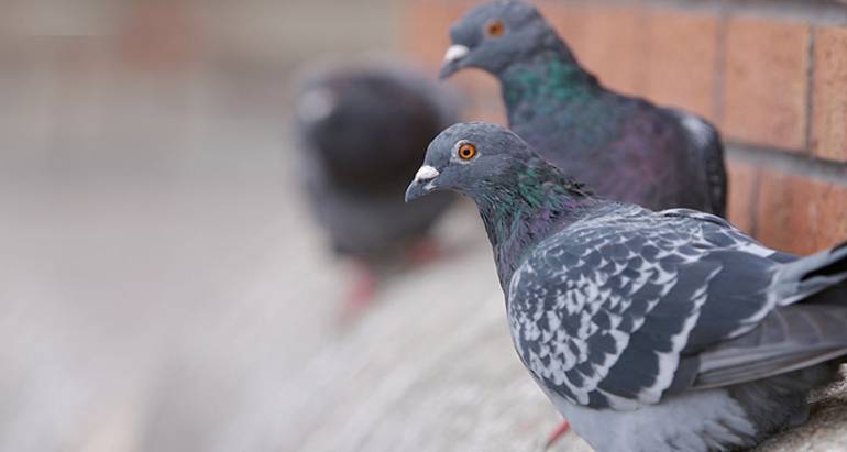 Birds Control