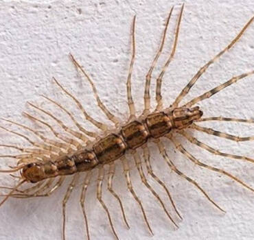 Centipede & Millipede Control