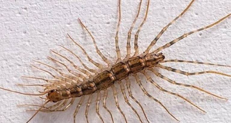 Centipede & Millipede Control