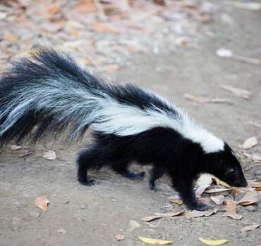 Skunks Control and Removal