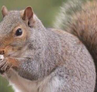 Squirrels Control and Removal