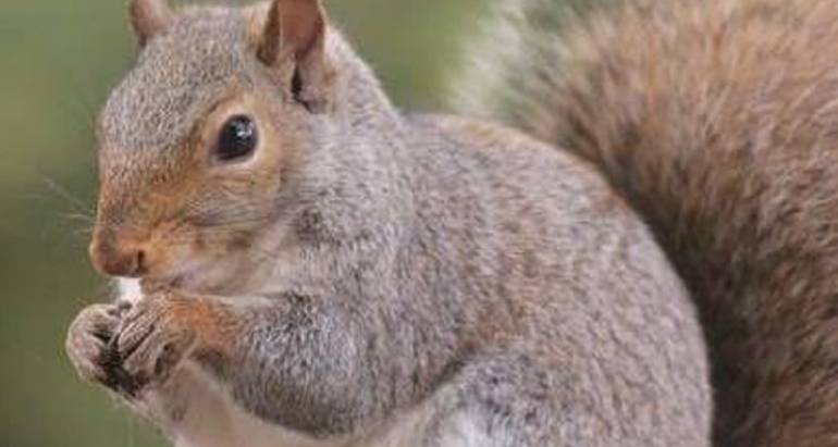 Squirrels Control and Removal