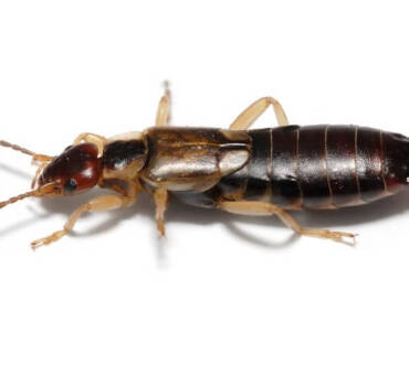 Earwig Control & Treatment