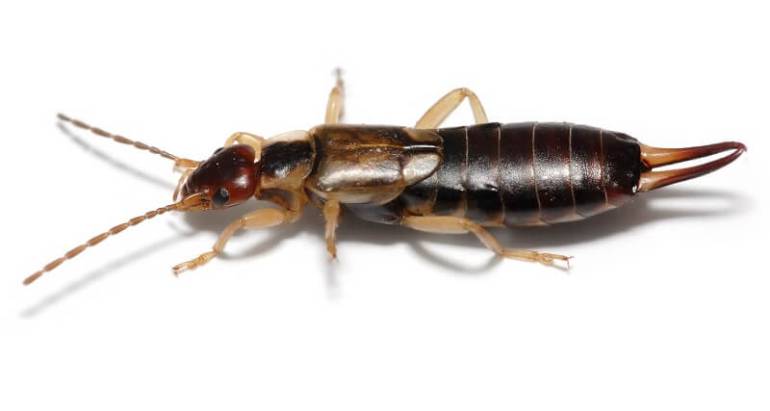 Earwig Control & Treatment