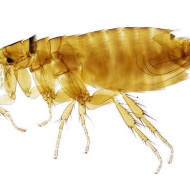 Flea Control & Treatment