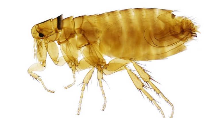 Flea Control & Treatment