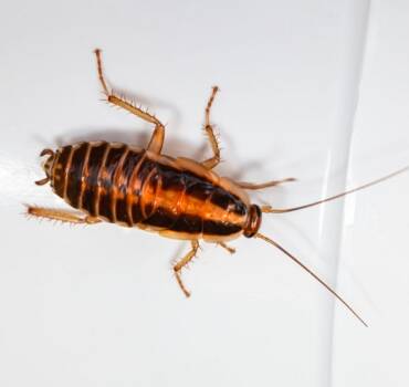 Cockroaches Control & Treatment
