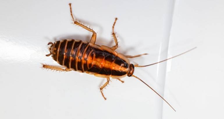 Cockroaches Control & Treatment