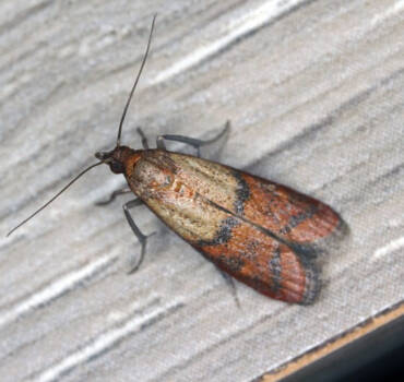 Moth Control & Treatment