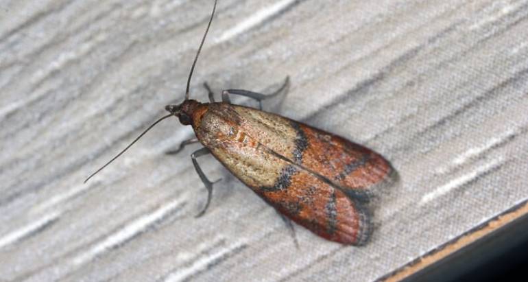 Moth Control & Treatment