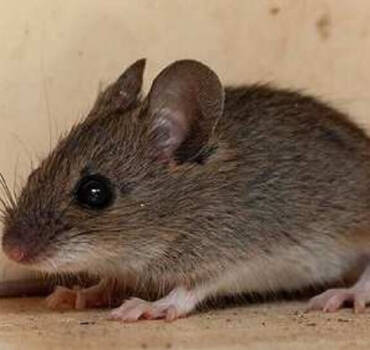 Mice & Rats Control
