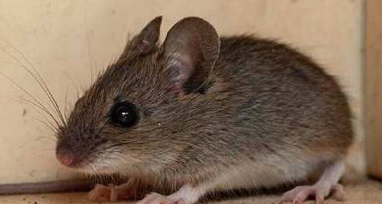 Mice & Rats Control