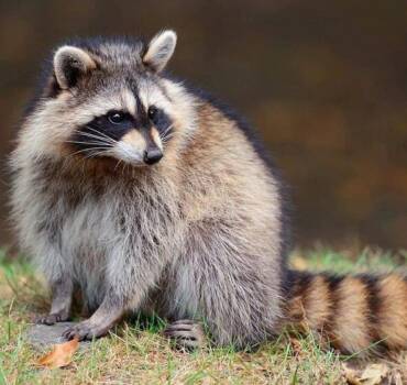 Raccoon Control and Removal