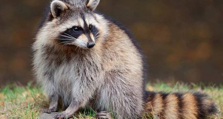 Raccoon Control and Removal