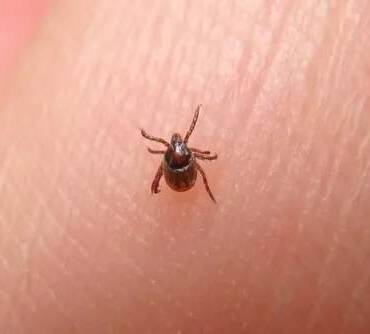 Bird Mites Removal