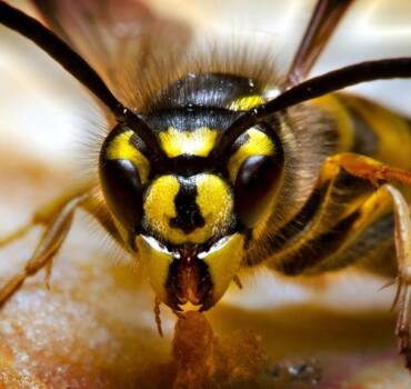Hornet and Wasps Control & Treatment