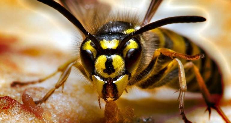 Hornet and Wasps Control & Treatment