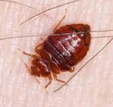Bed Bug Treatment & Control