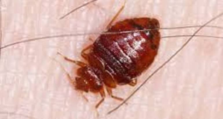 Bed Bug Treatment & Control